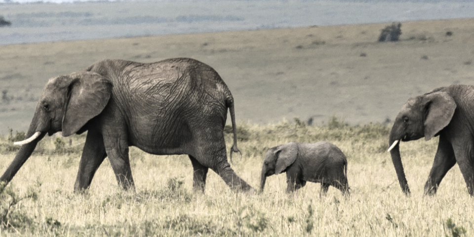 Lac loxodanta Africana